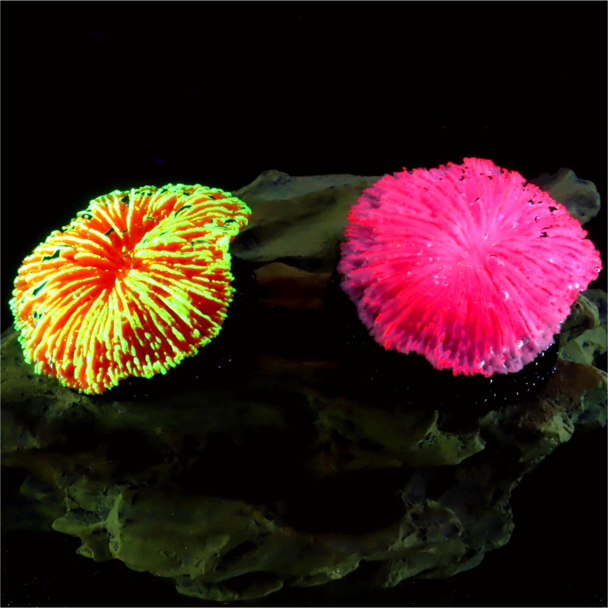 Aquarium Planet - Radiateur décoratif 1 pièce, mini Campanstructurels