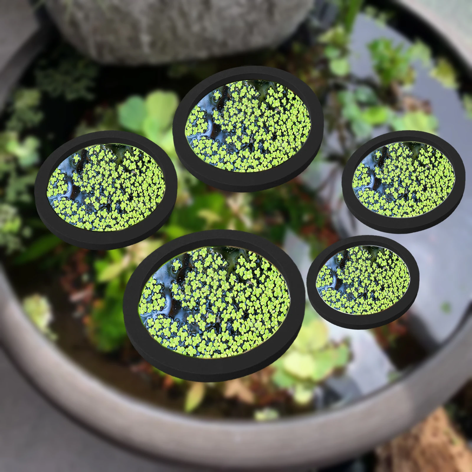 Planted Aquarium With Fish - Anneaux d'Alimentation pour Aquarium, Plante Flottante,