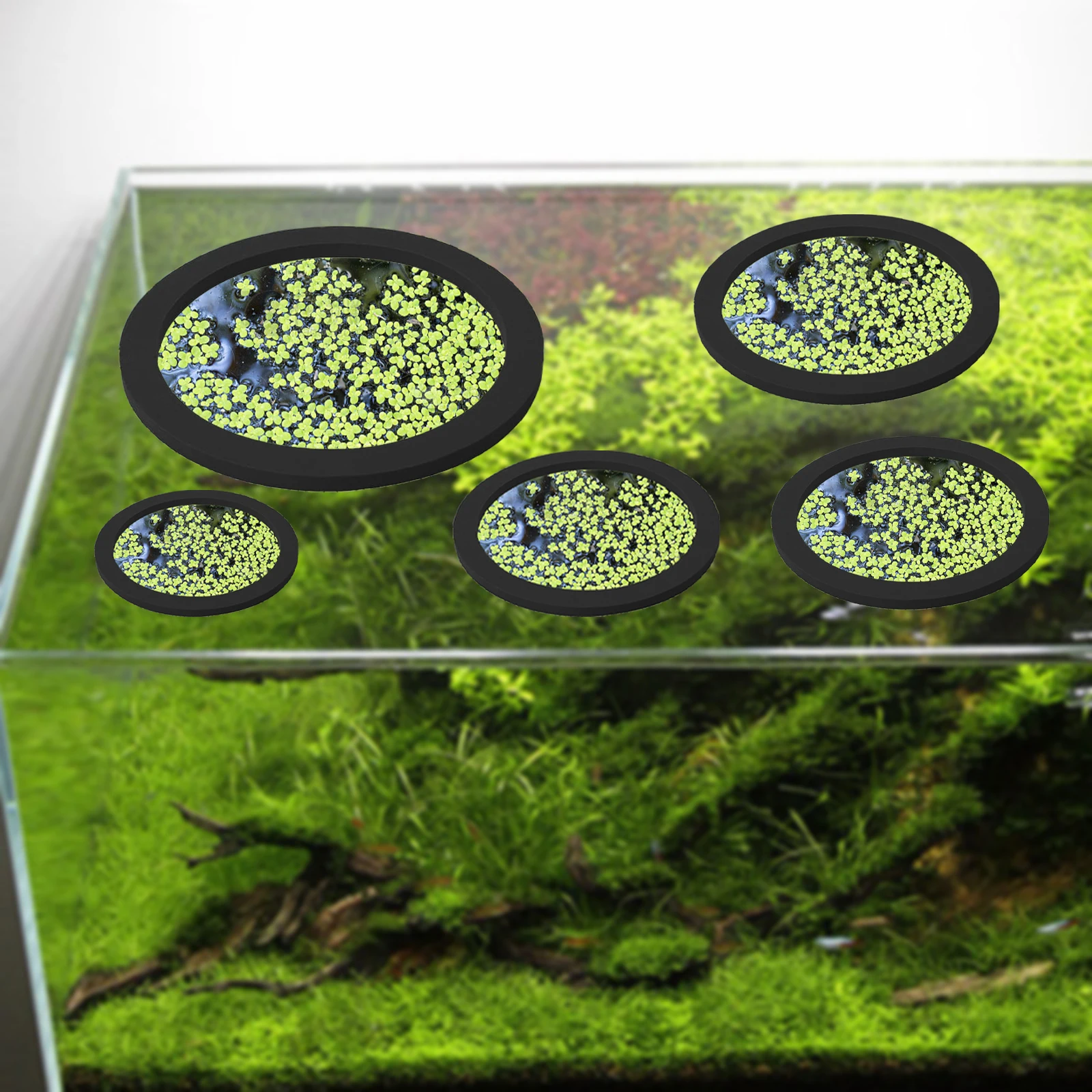 Anneaux d'Alimentation pour Aq - Planted Aquarium With Fish avis et prix